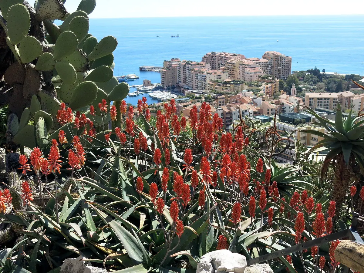 Red aloe flowers and cacti in the foreground, with the apartment blocks of Fontvieille and the sea below